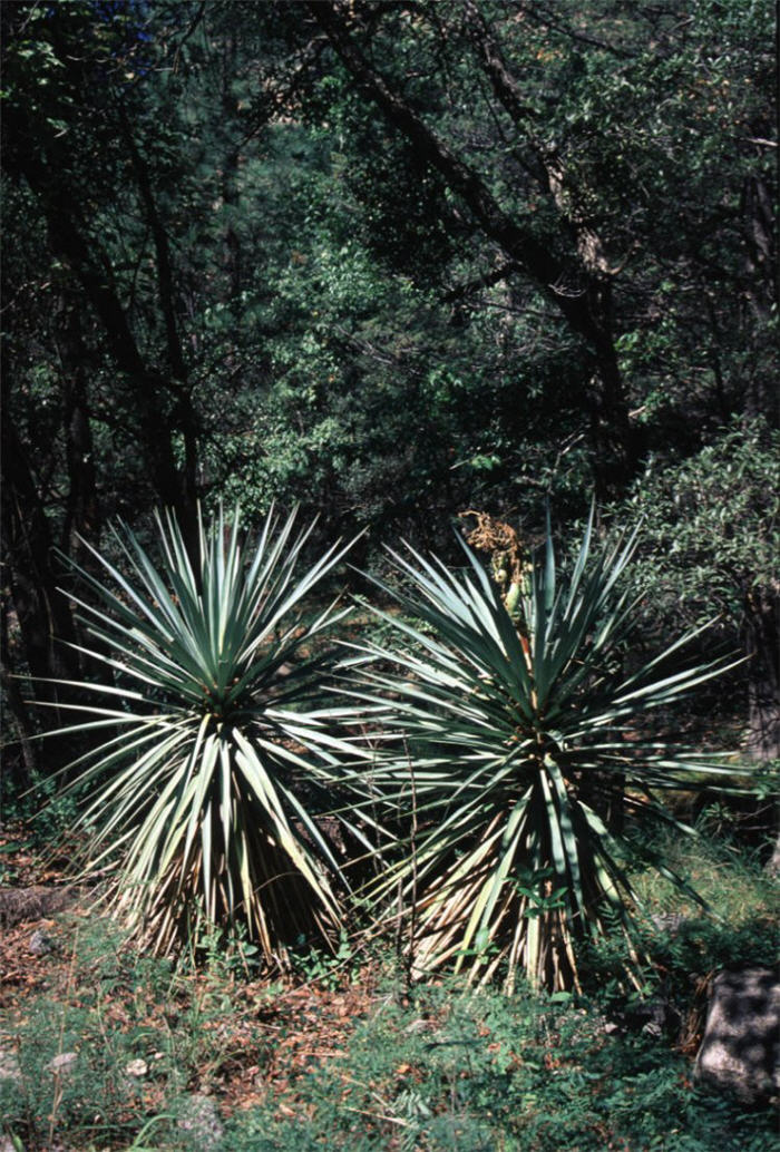 Plant photo of: Yucca schottii