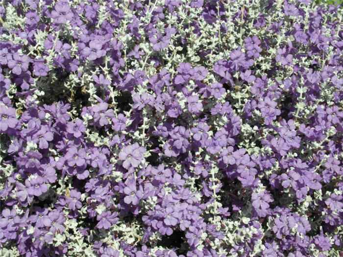 Plant photo of: Leucophyllum candidum