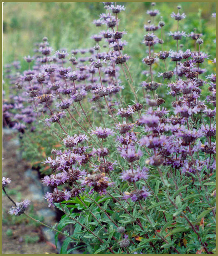 Plant photo of: Salvia clevelandii