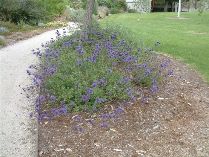 Plant photo of: Salvia clevelandii