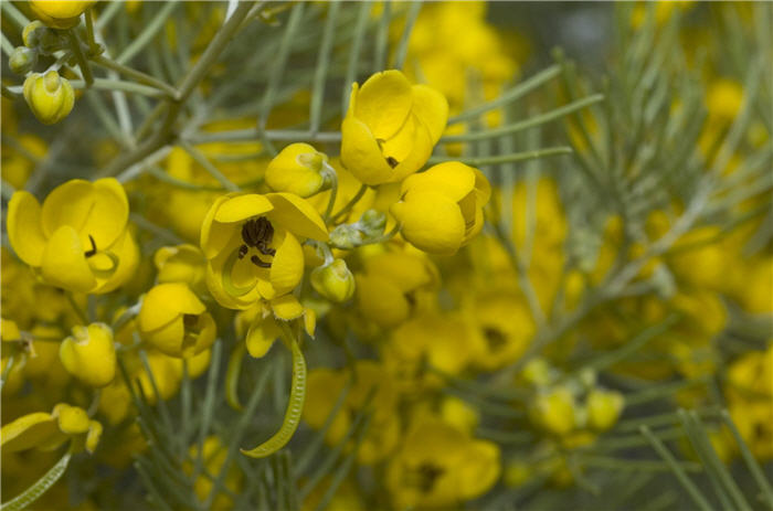 Plant photo of: Senna wislizenii