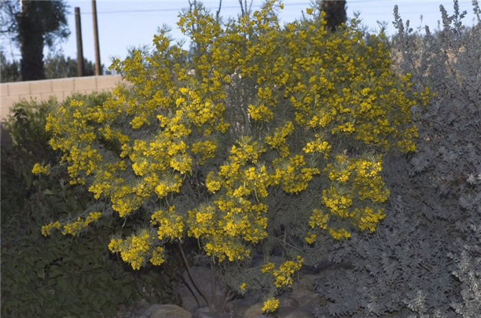 Plant photo of: Senna wislizenii