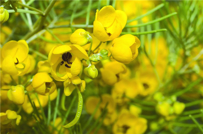 Plant photo of: Senna wislizenii