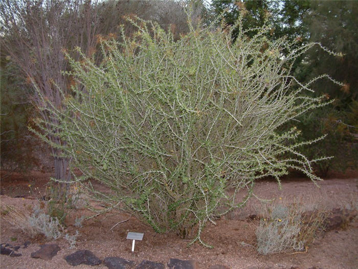 Plant photo of: Fouquieria macdougalii