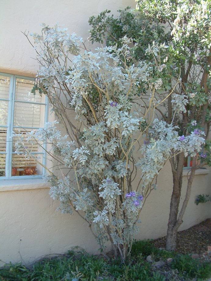 Plant photo of: Sophora secundiflora 'Silver Peso'