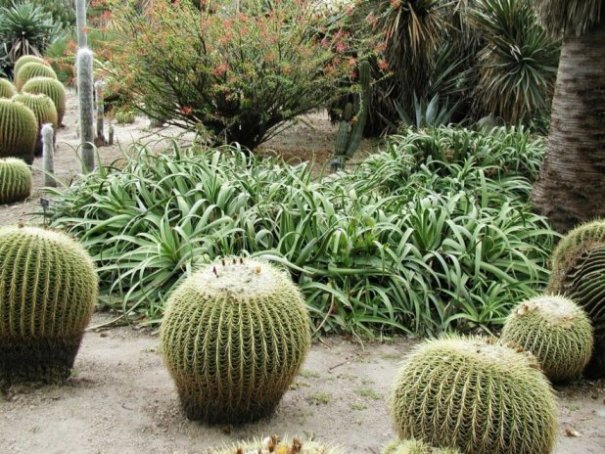 Plant photo of: Agave bracteosa