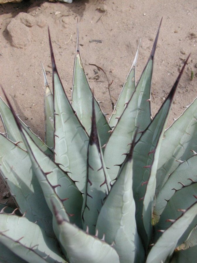 Plant photo of: Agave neomexicana