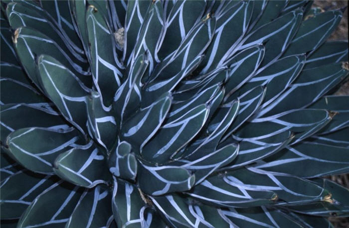 Plant photo of: Agave victoriae-reginae