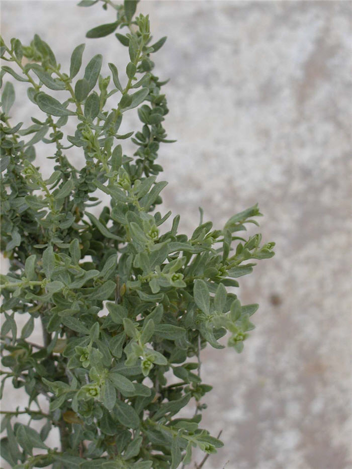 Plant photo of: Atriplex polycarpa