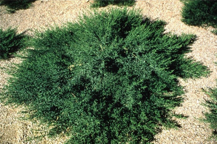 Plant photo of: Baccharis 'Starn'