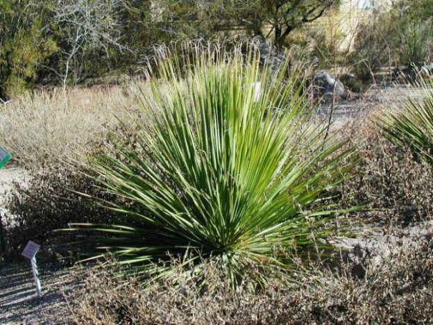 Plant photo of: Dasylirion acrotriche