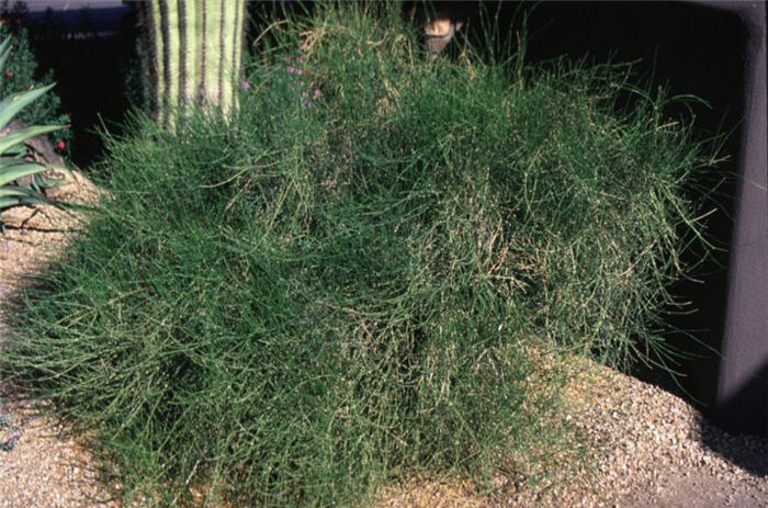 Plant photo of: Ephedra viridis