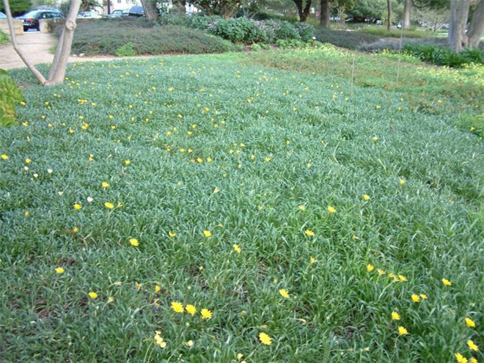 Plant photo of: Gazania rigens leucolaena