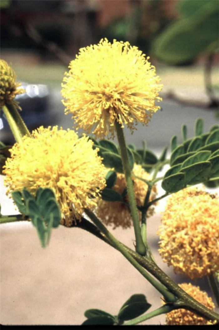 Plant photo of: Leucaena retusa