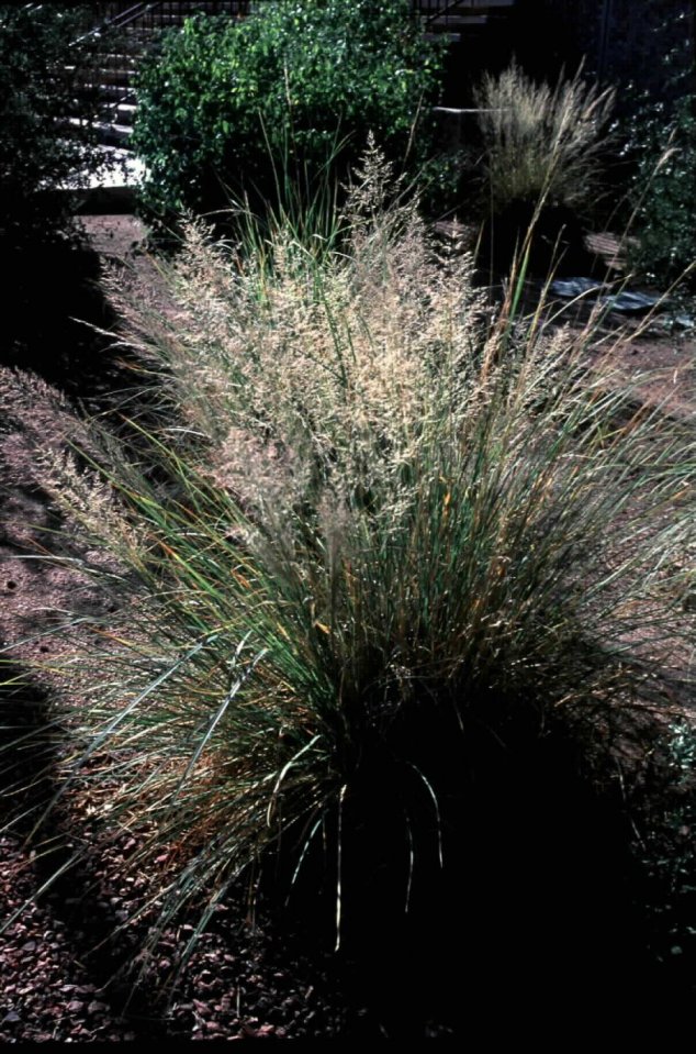 Plant photo of: Muhlenbergia emersleyi 'El Toro'