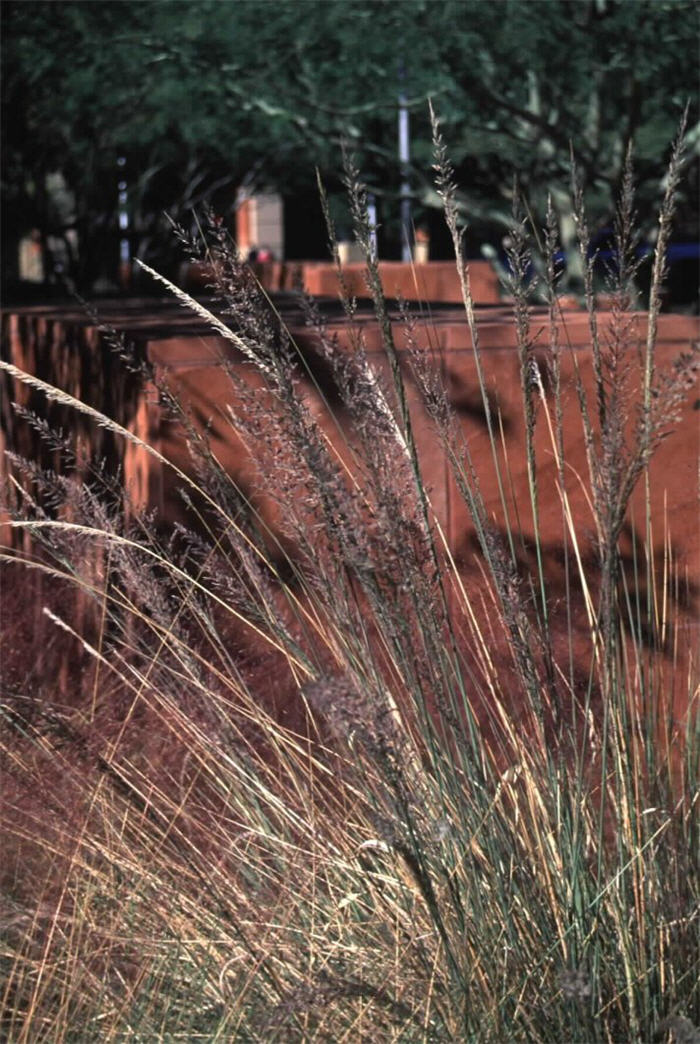 Plant photo of: Muhlenbergia lindheimeri 'Autumn Glow'