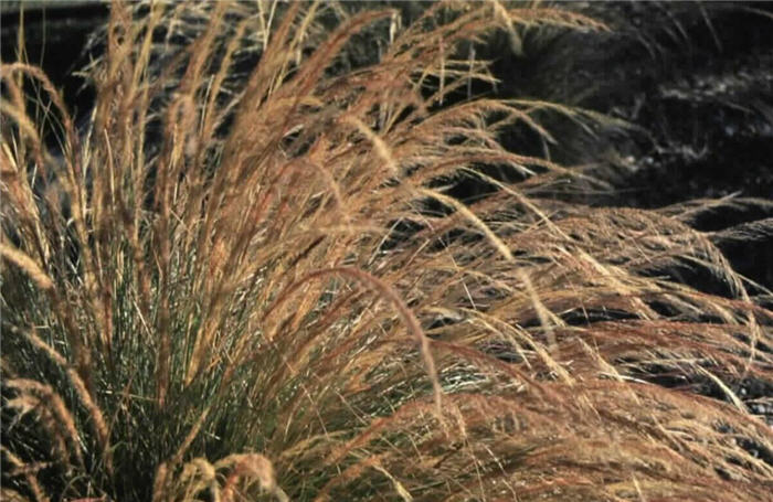 Plant photo of: Muhlenbergia rigida 'Nashville'