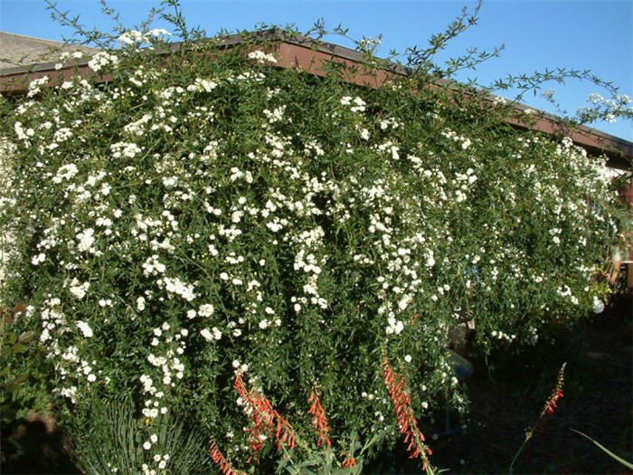 Plant photo of: Rosa banksiae 'Alba Plena'