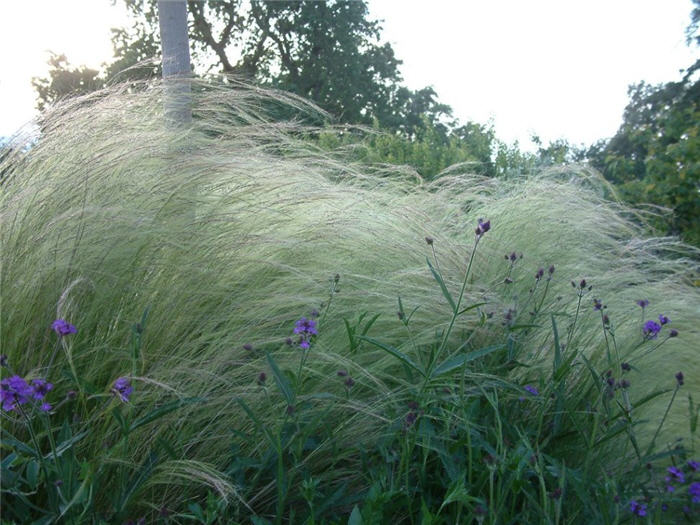 Plant photo of: Verbena rigida