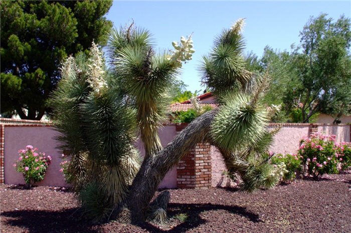 Plant photo of: Yucca rostrata