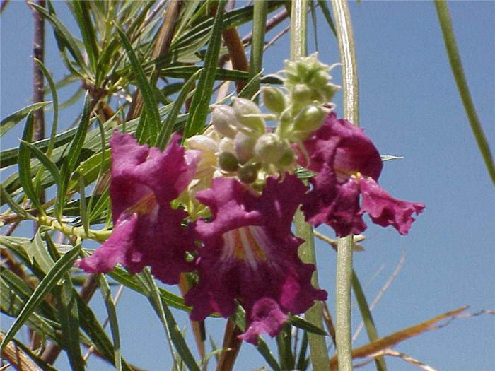 Plant photo of: Chilopsis linearis 'AZT Desert Amethyst'