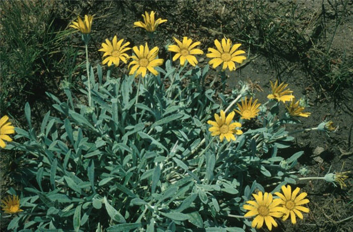 Plant photo of: Gazania rigens