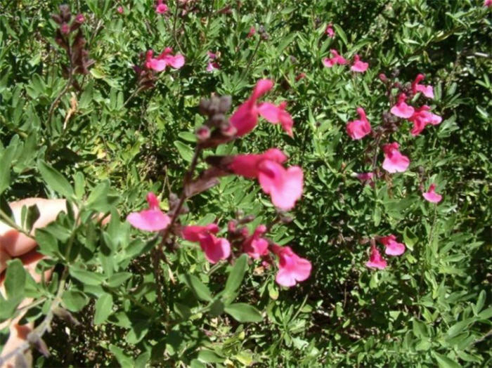 Plant photo of: Salvia greggii