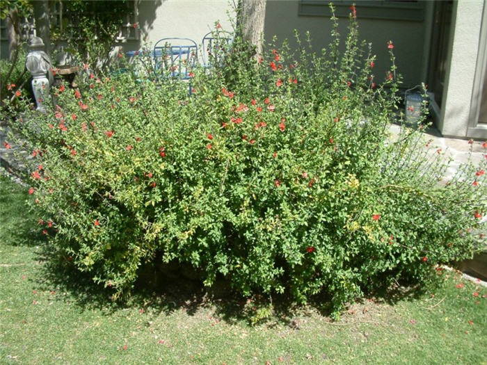 Plant photo of: Salvia greggii