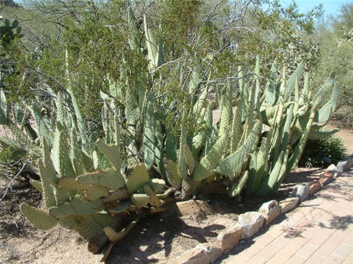 Plant photo of: Opuntia engelmannii v. lindheimeri