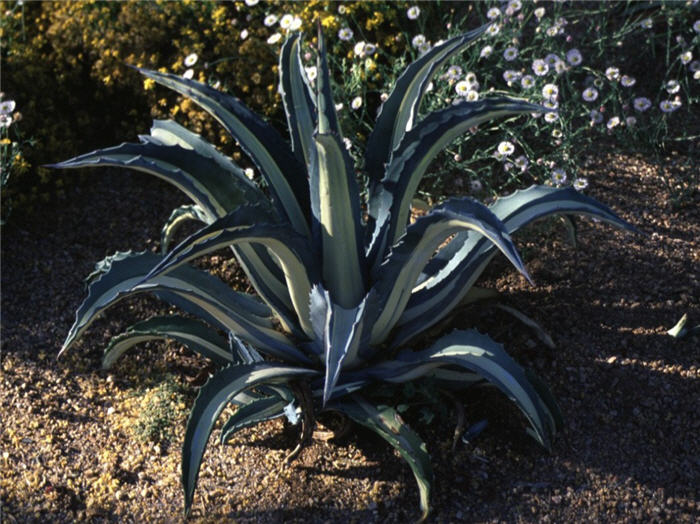 Plant photo of: Agave americana v. medio-picta