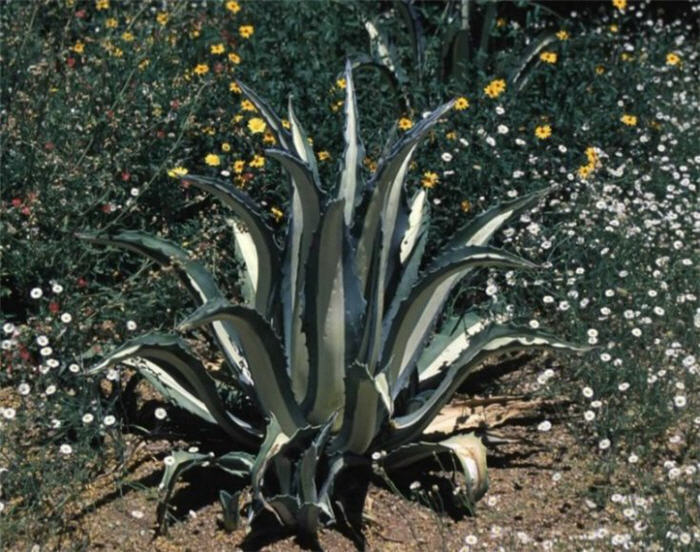 Plant photo of: Agave americana v. medio-picta