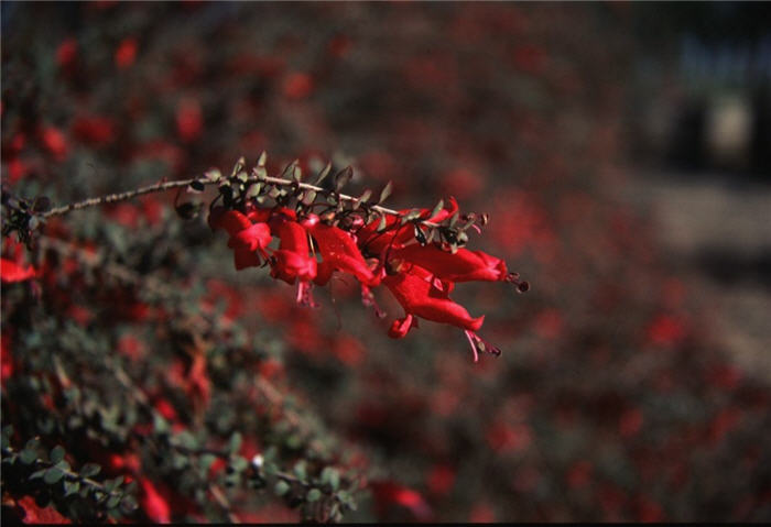 Plant photo of: Eremophila maculata 'Valentine'