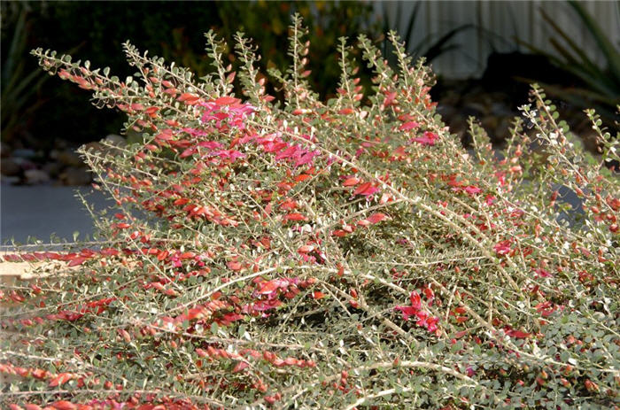 Plant photo of: Eremophila maculata 'Valentine'