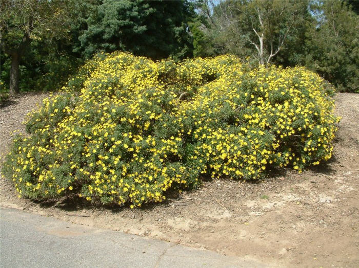 Plant photo of: Euryops pectinatus