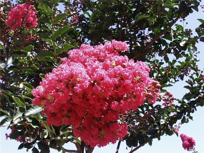 Plant photo of: Lagerstroemia 'Tuscarora'