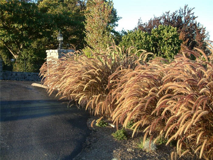 Plant photo of: Pennisetum setaceum 'Rubrum'