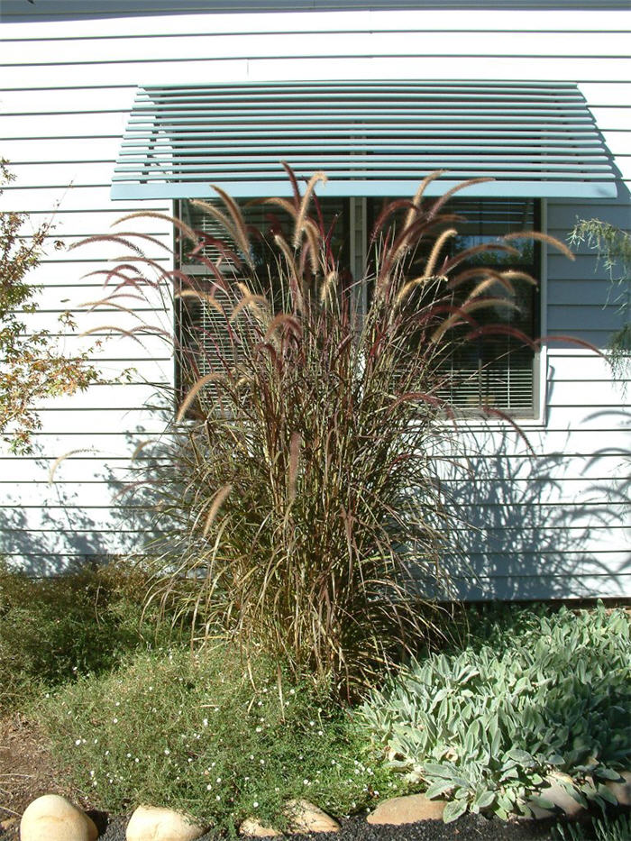 Plant photo of: Pennisetum setaceum 'Rubrum'