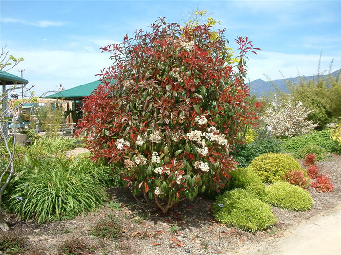 Plant photo of: Photinia X fraseri