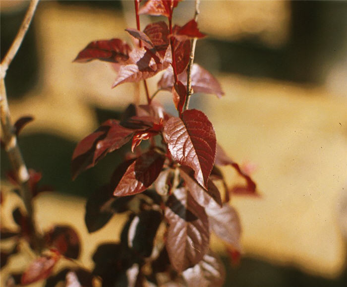 Plant photo of: Prunus cerasifera 'Krauter Vesuvius'