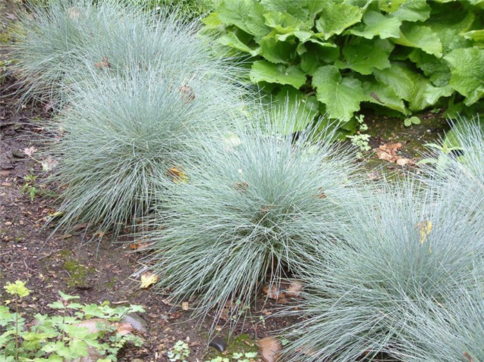 Plant photo of: Festuca glauca 'Elija Blue'