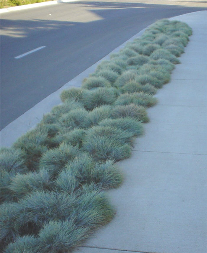 Plant photo of: Festuca glauca