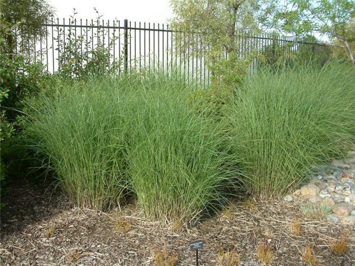 Plant photo of: Stipa gigantea