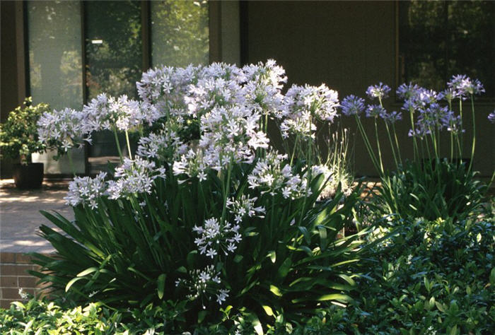 Plant photo of: Agapanthus africanus