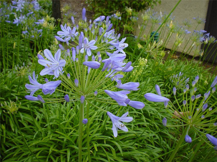 Plant photo of: Agapanthus africanus 'Blue'