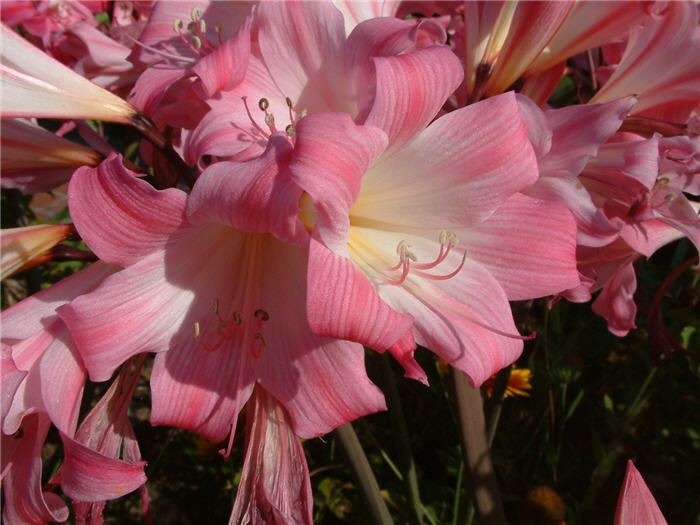 Plant photo of: Amaryllis belladonna