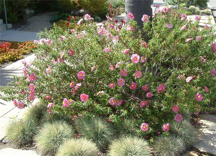 Plant photo of: Cistus X purpureus