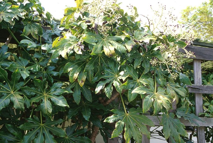 Plant photo of: Fatsia japonica