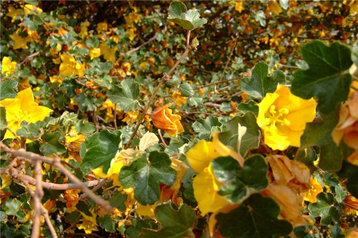 Plant photo of: Fremontodendron 'California Glory'