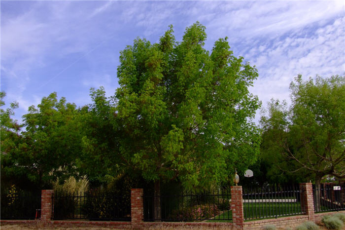 Plant photo of: Gleditsia triacanthos