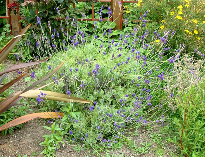 Plant photo of: Lavandula angustifolia